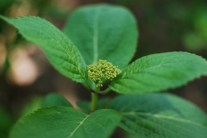 100425紫陽花.jpg