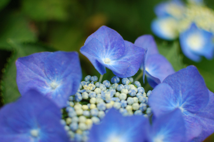 100620額紫陽花.JPG
