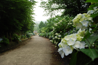 100620紫陽花の道.JPG