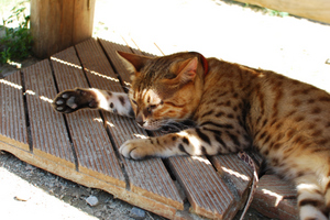 100718_ねこバテ.JPG