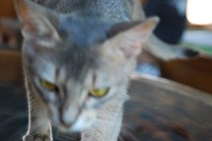 100718_猫寄り過ぎ.JPG