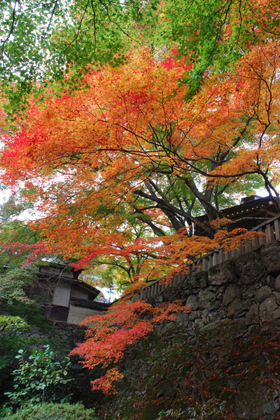 101114_根香寺.JPG