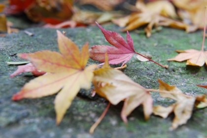 101114_根香寺_石段.JPG