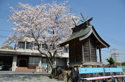110410_さくら_1.jpg