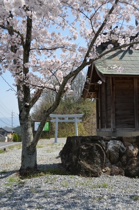 110410_さくら_2.jpg