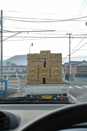 120129_だいこん.jpg