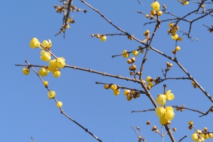 120129_蝋梅.jpg
