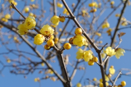 120129_蝋梅2.jpg