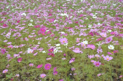 121006_コスモス.jpg