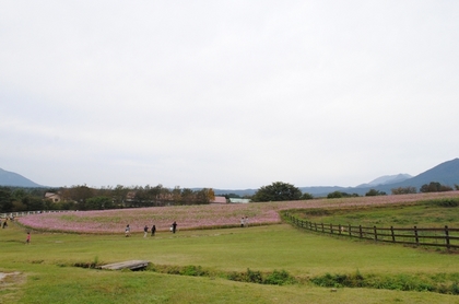 121006_コスモス畑.jpg