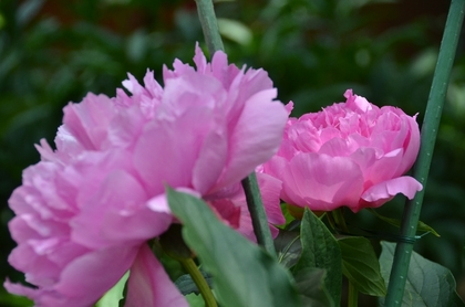 130518_ピンク.jpg