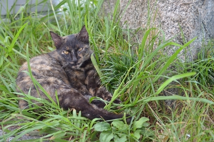 130921猫.jpg